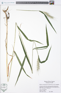 Elymus macgregorii image