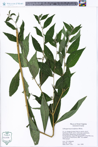 Lithospermum latifolium image