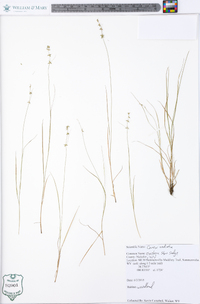 Carex radiata image