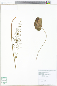 Heuchera americana image