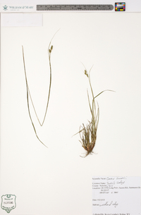 Carex swanii image