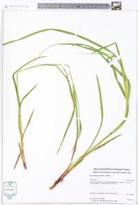 Carex trichocarpa image