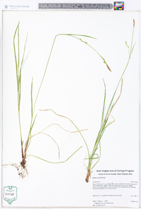 Carex woodii image