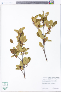 Amelanchier sanguinea image