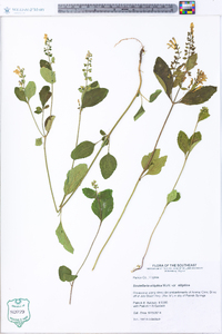 Scutellaria elliptica image