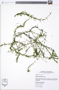 Elodea canadensis image