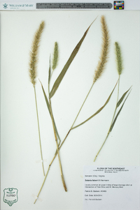 Setaria faberi image