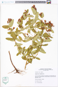 Hypericum virginicum image