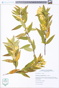 Gelsemium sempervirens image