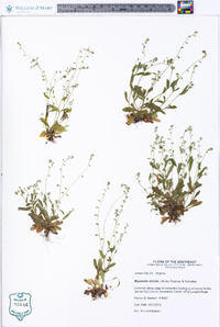 Myosotis stricta image