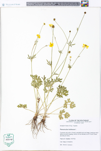 Ranunculus bulbosus image