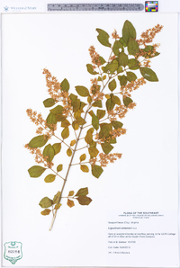 Ligustrum sinense image