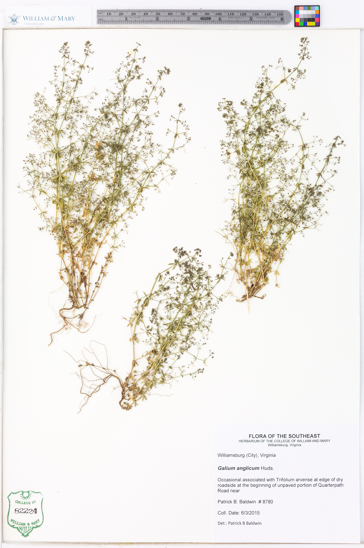 Galium anglicum image