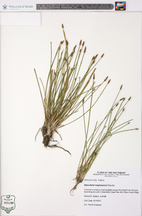 Eleocharis engelmannii image