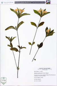 Ruellia caroliniensis image