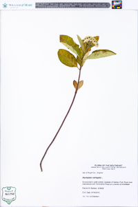 Asclepias variegata image