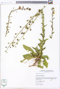 Verbascum blattaria image