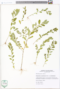 Phyllanthus caroliniensis image