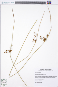 Juncus biflorus image