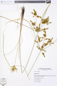 Cyperus iria image