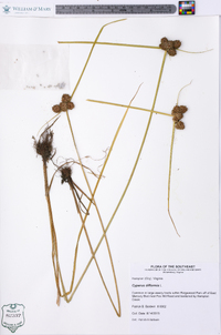 Cyperus difformis image