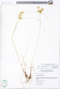 Cyperus polystachyos image