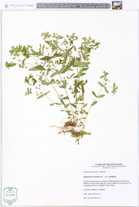 Hypericum mutilum var. mutilum image