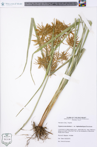 Cyperus esculentus var. leptostachyus image