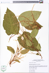 Reynoutria japonica image