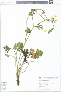 Ranunculus sardous image