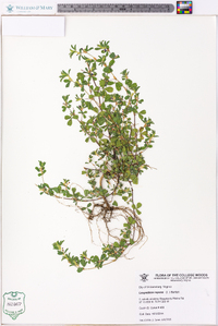 Lespedeza repens image