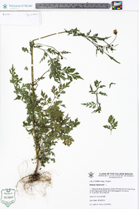 Bidens bipinnata image