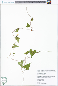 Ipomoea lacunosa image