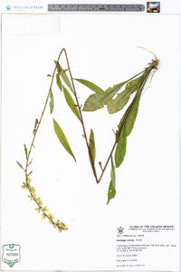 Solidago erecta image