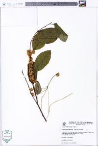 Cuscuta compacta image