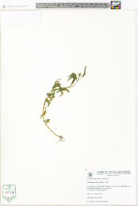 Ludwigia decurrens image