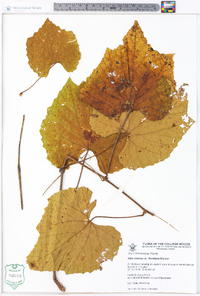 Vitis cinerea var. floridana image