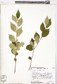 Aronia melanocarpa image