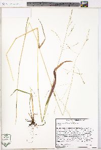 Festuca subverticillata image