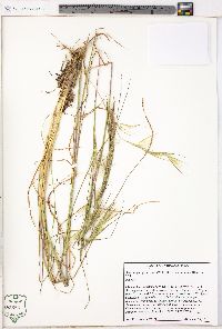 Andropogon glomeratus var. hirsutior image