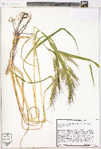 Echinochloa muricata var. microstachya image