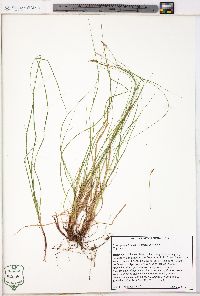 Carex physorhyncha image