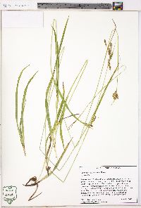 Carex oxylepis image