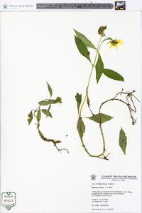 Bidens laevis image