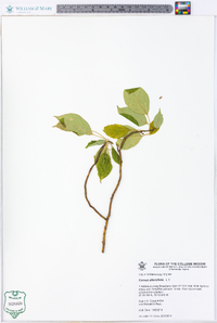 Cornus alternifolia image