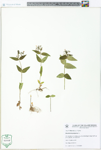 Houstonia purpurea image