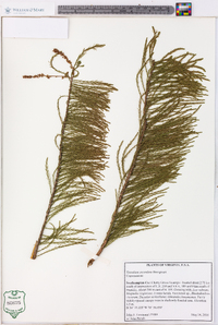 Taxodium ascendens image