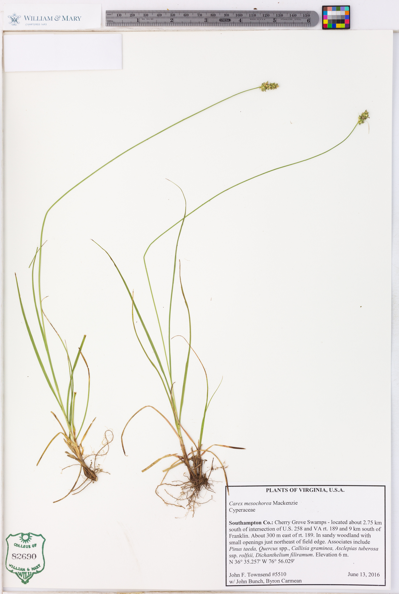 Carex mesochorea image