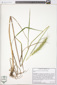 Elymus glabriflorus image