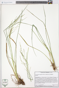 Coleataenia longifolia image